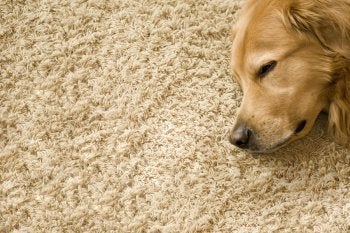 Tips for Choosing Right Type of Carpets